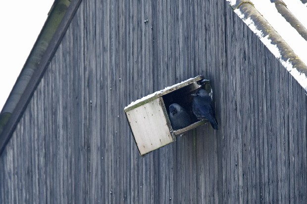 Kauw in nestkast Ooij